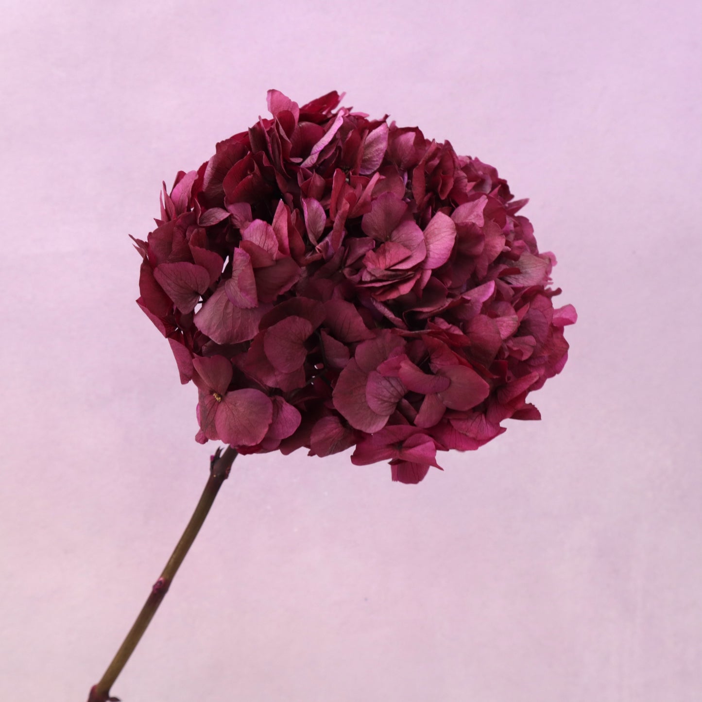 Hydrangea Bigleaf Burgundy