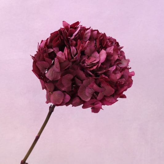 Hydrangea Bigleaf Burgundy