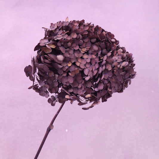 Annabelle Hydrangea Vintage Purple