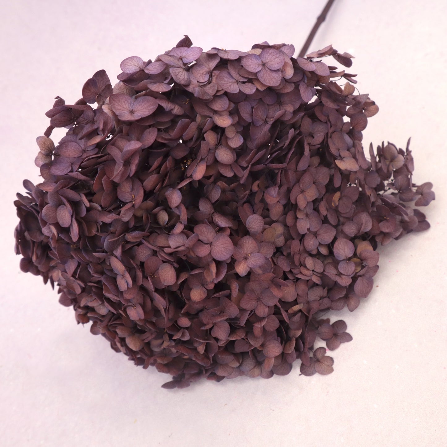 Annabelle Hydrangea Vintage Purple