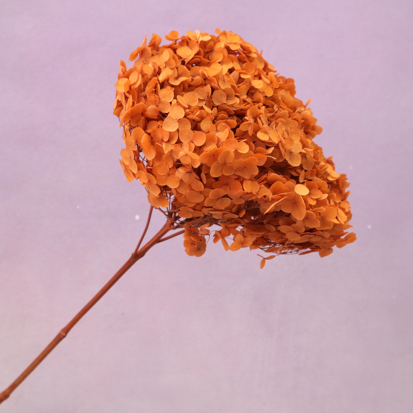 Annabelle Hydrangea Orange