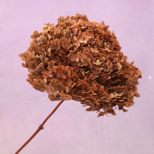 Annabelle Hydrangea Rust Orange