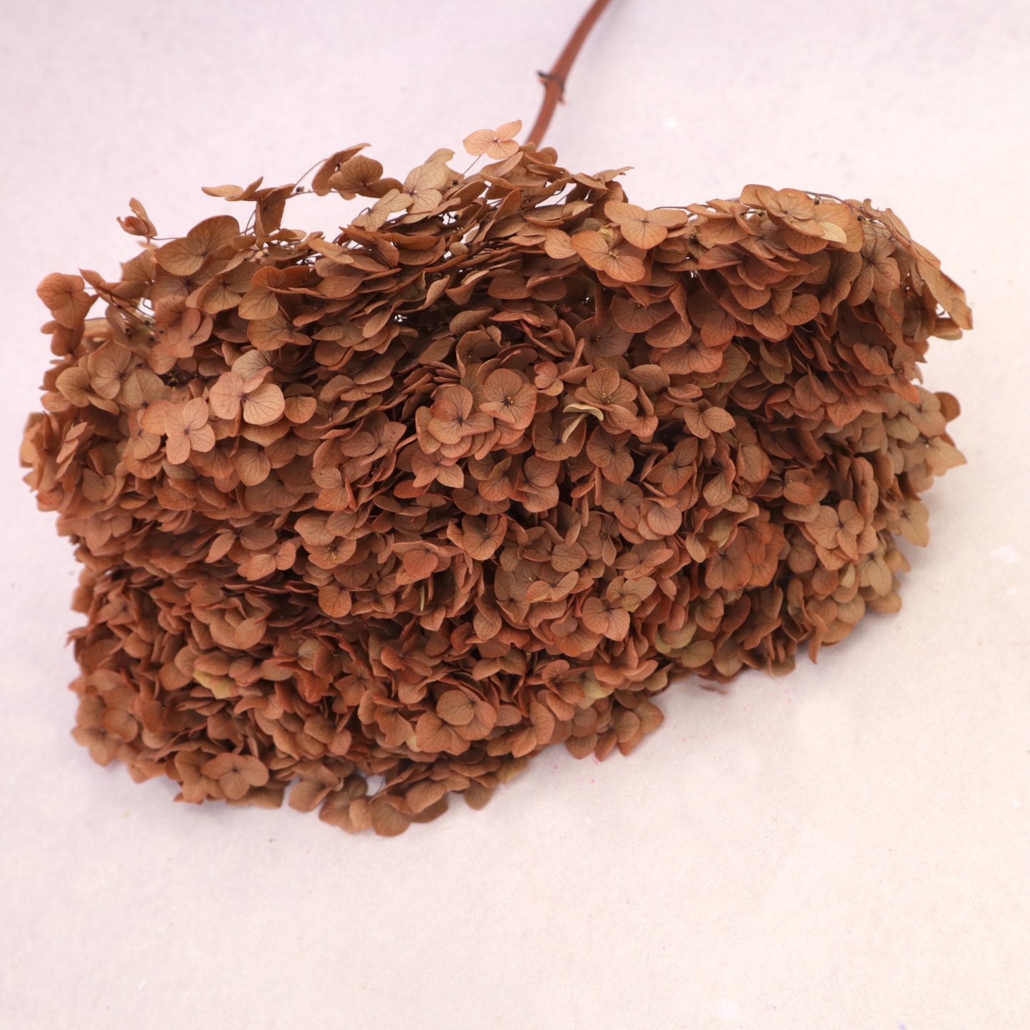 Annabelle Hydrangea Rust Orange