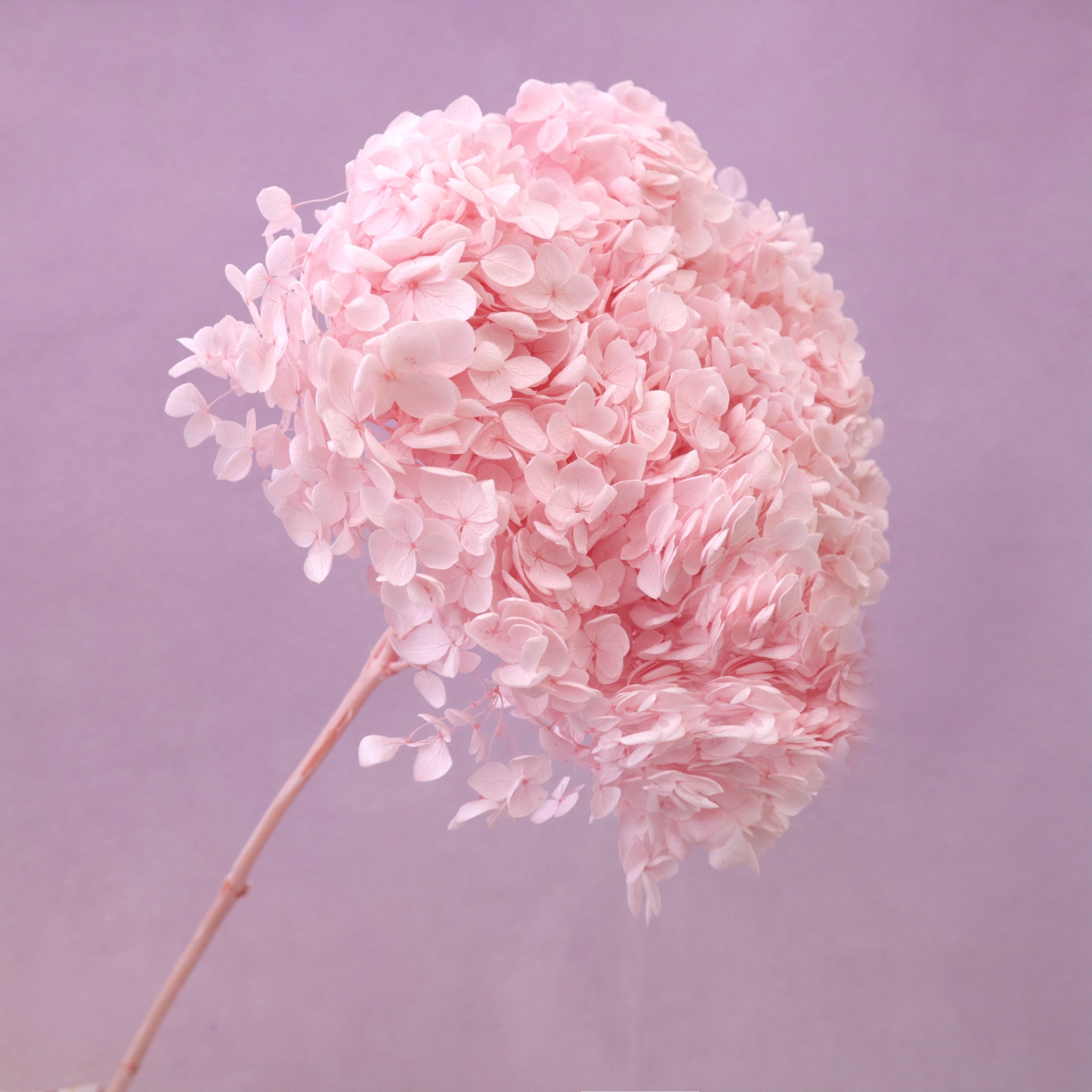 Annabelle Hydrangea Sakura Pink