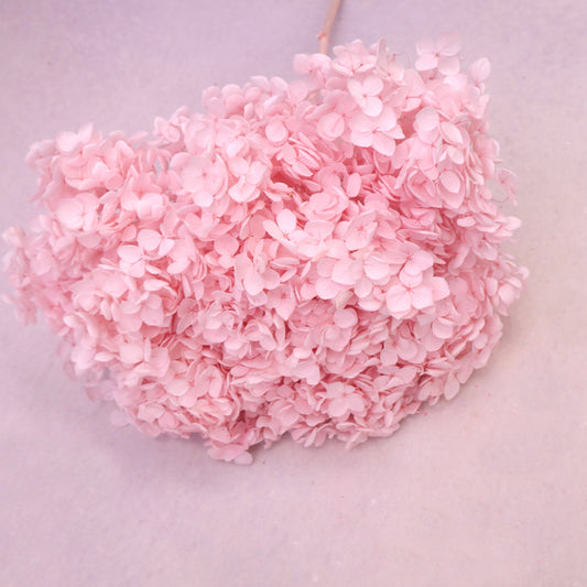 Annabelle Hydrangea Sakura Pink