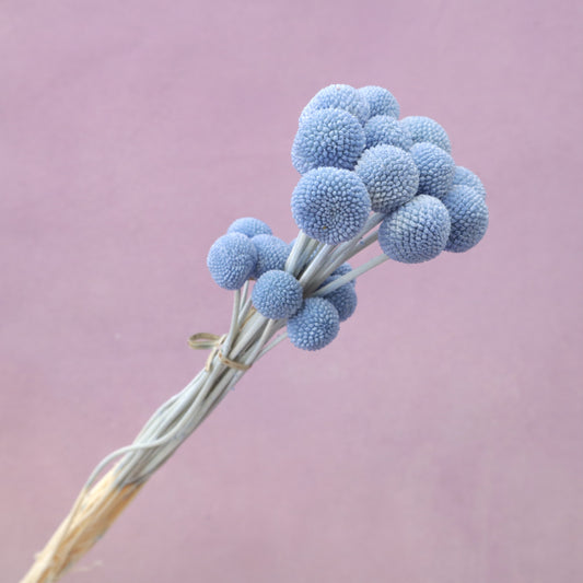 Billy Button Sky Blue