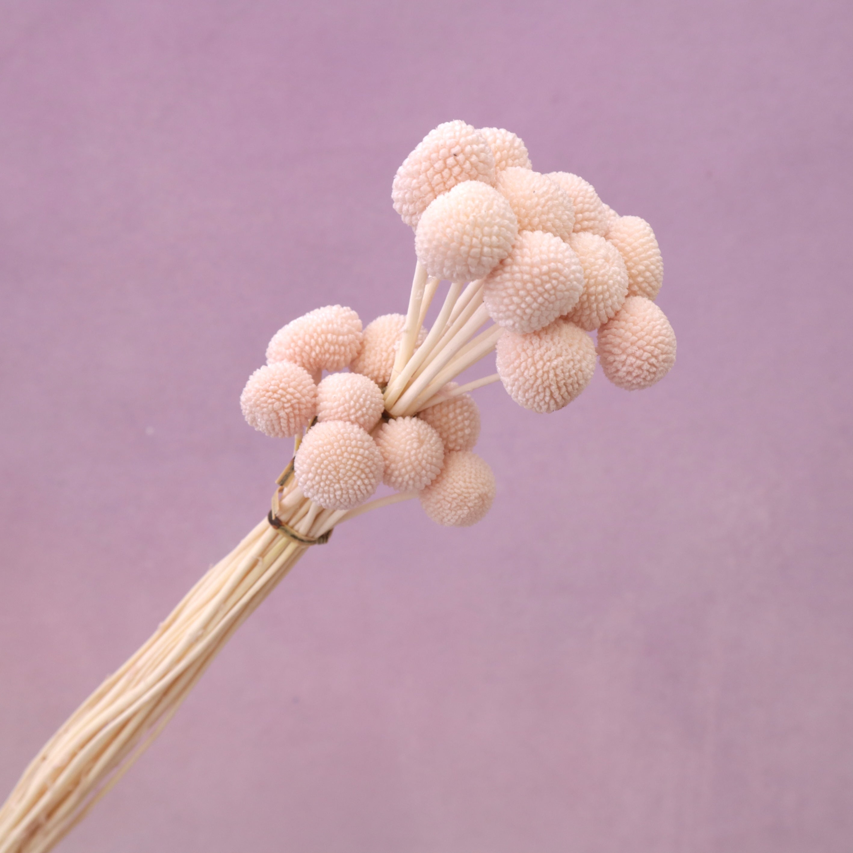 Billy Button Pastel Pink