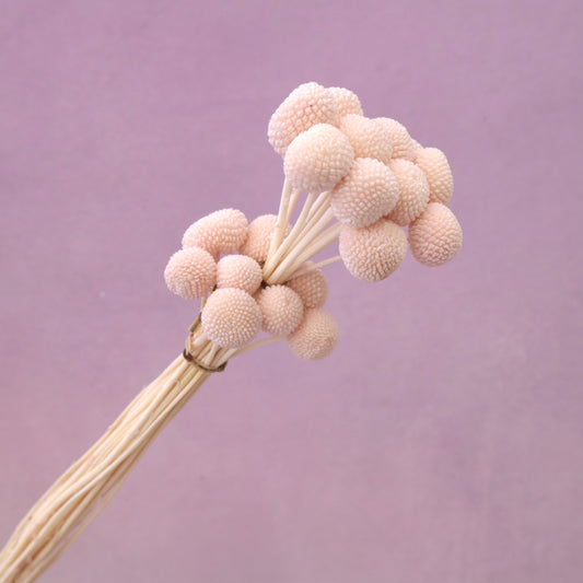 Billy Button Pastel Pink