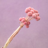 Billy Button Pink
