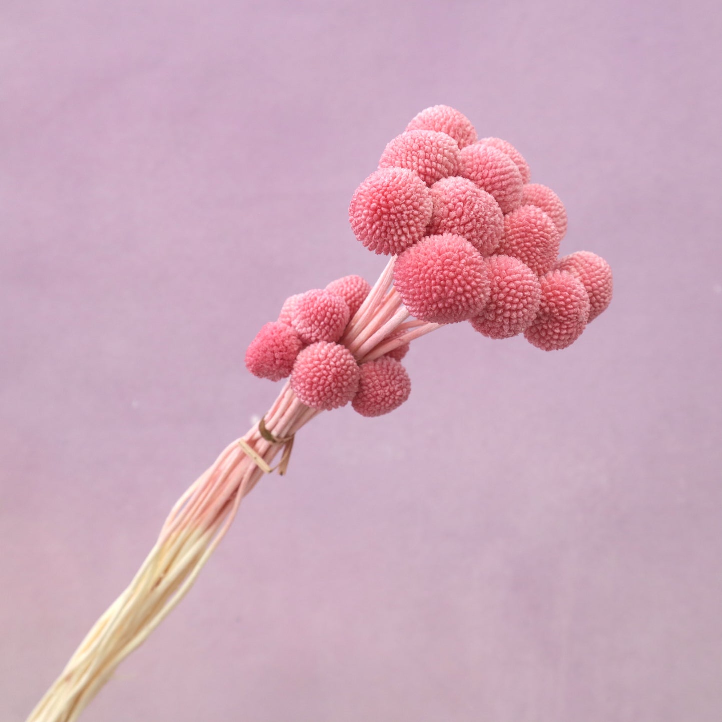 Billy Button Brink Pink