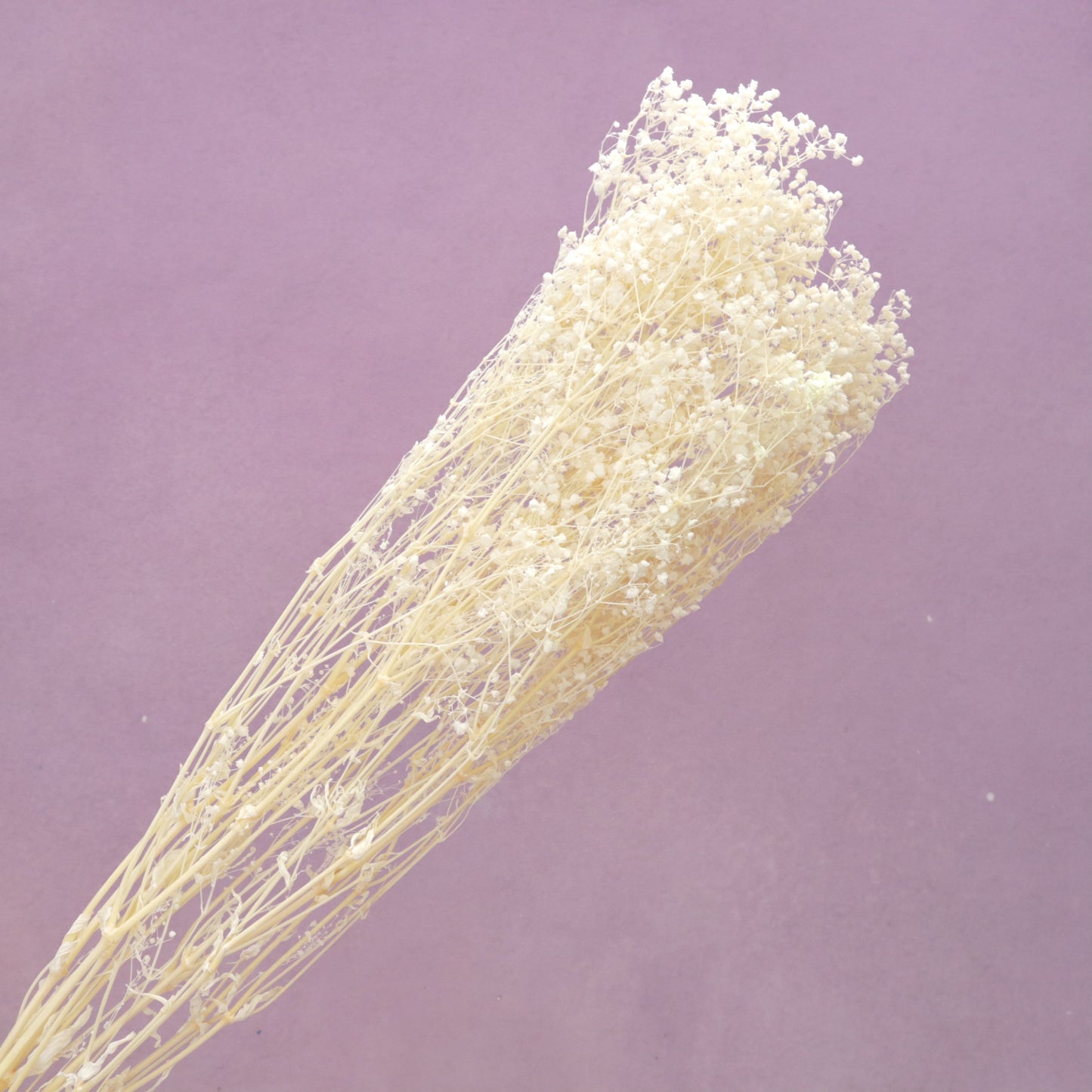 Baby’s Breath Bleached Cream