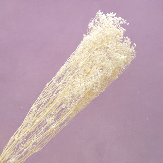 Baby’s Breath Bleached Cream