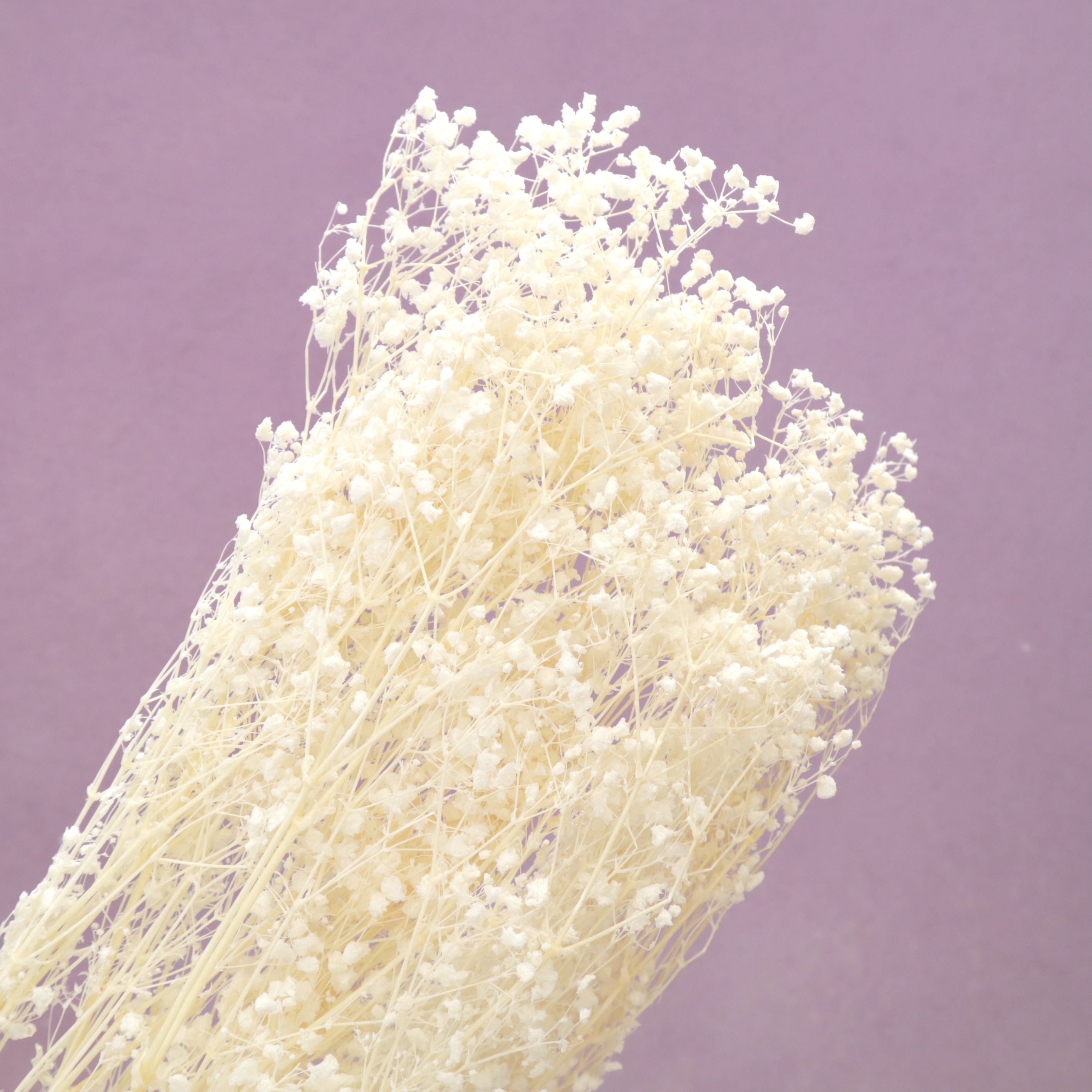 Baby’s Breath Bleached Cream