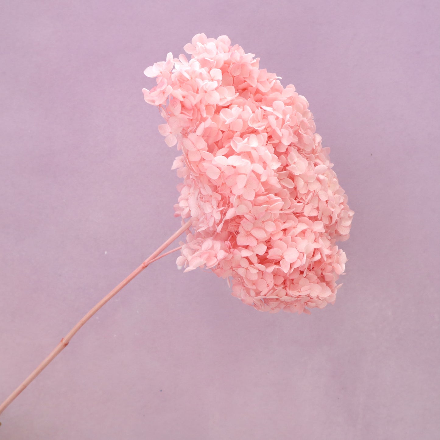 Annabelle Hydrangea Bright Pink