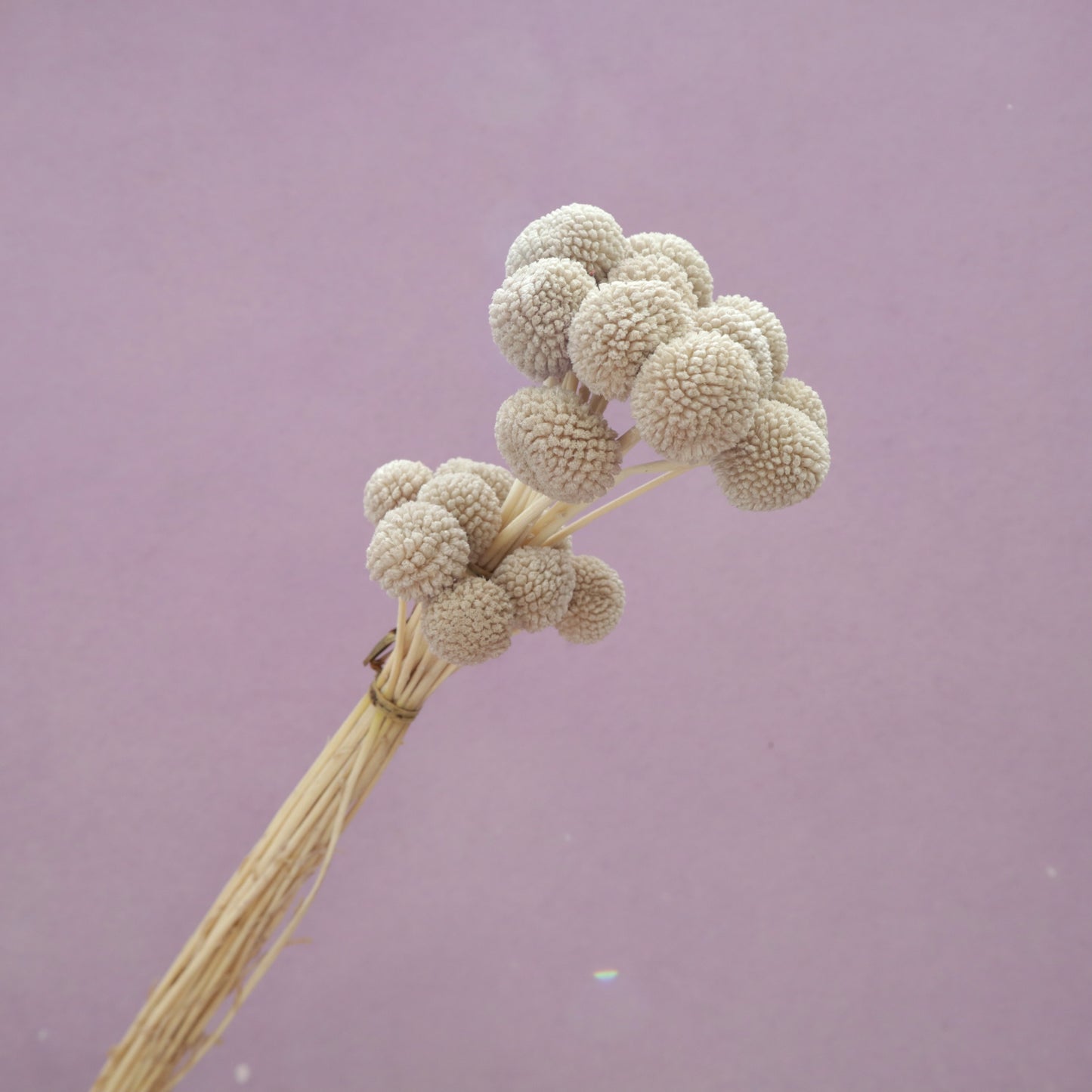 Billy Button Light Khaki