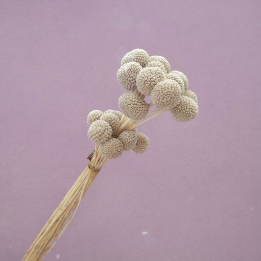 Billy Button Light Khaki