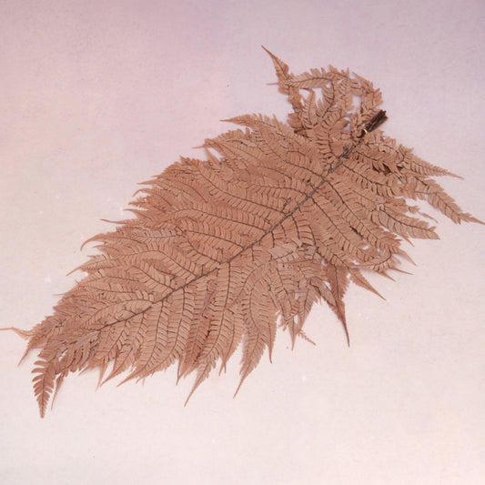 Leather Fern Large Coffee