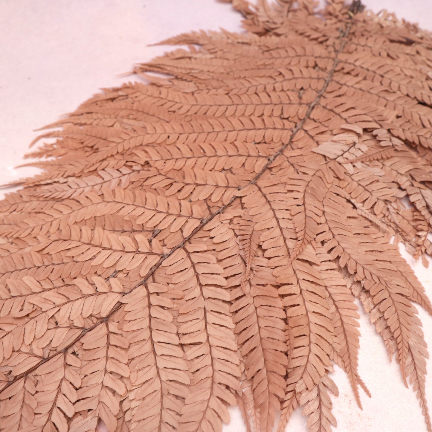 Leather Fern Large Coffee