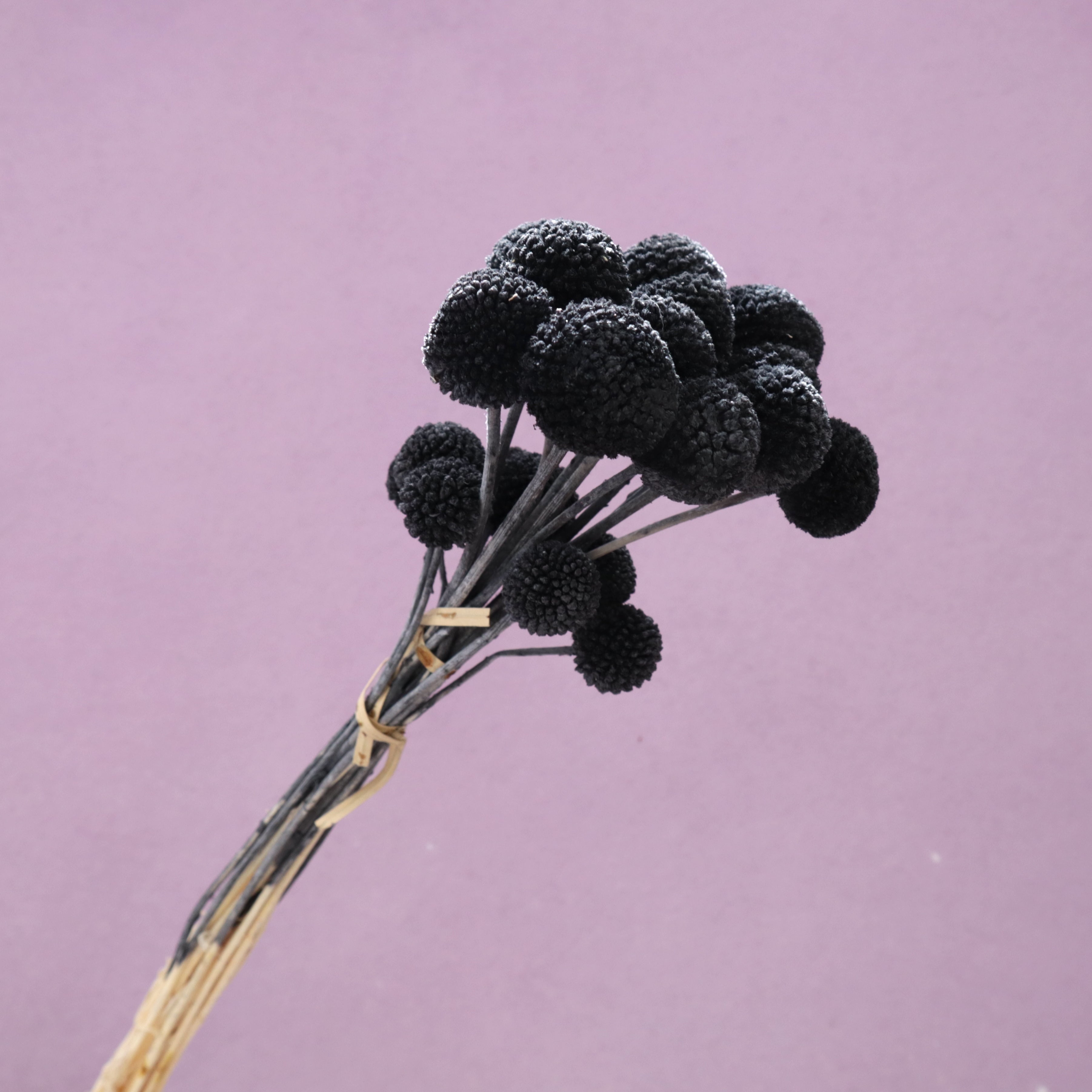 Billy Button Black