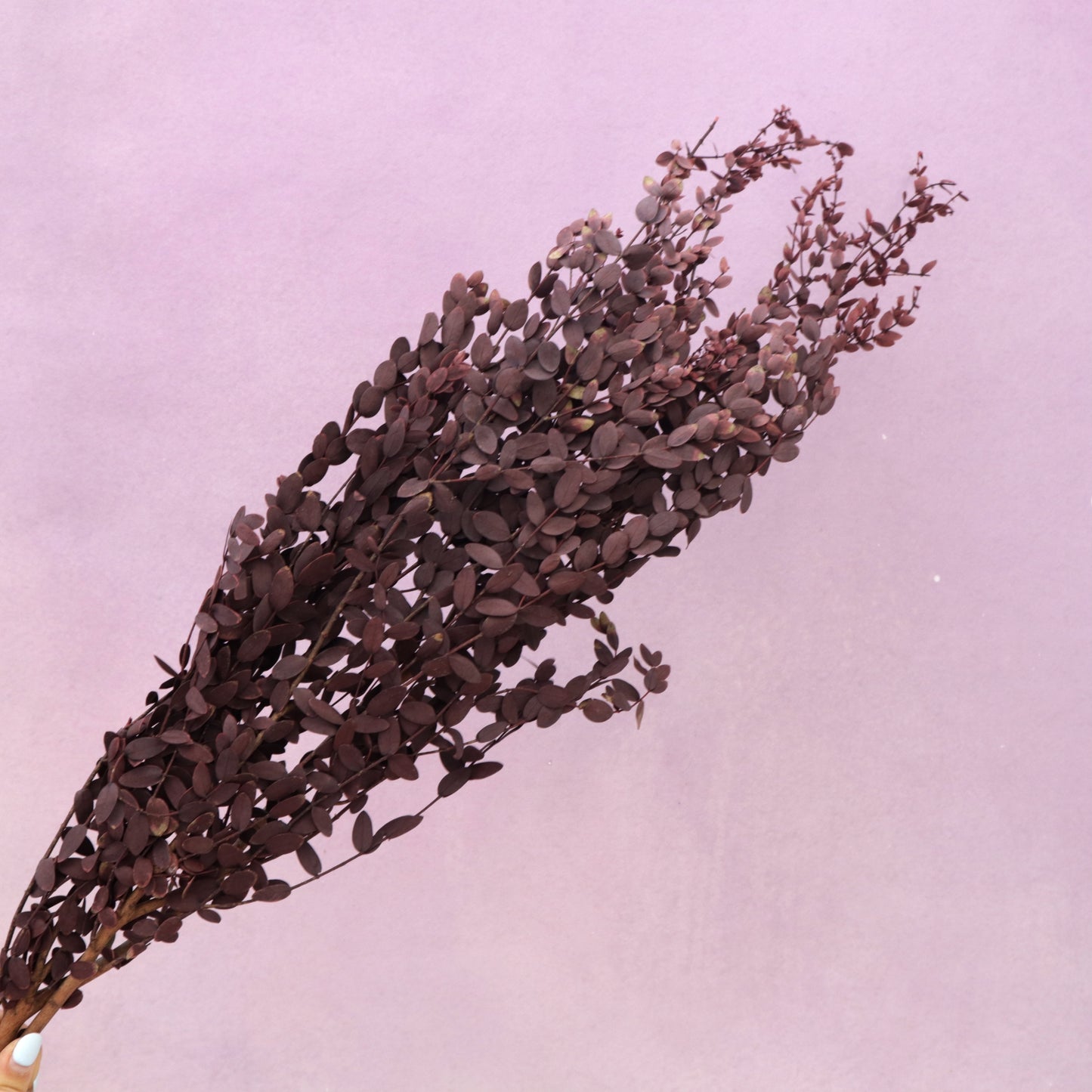 Parvifolia Eucalyptus Wine Red