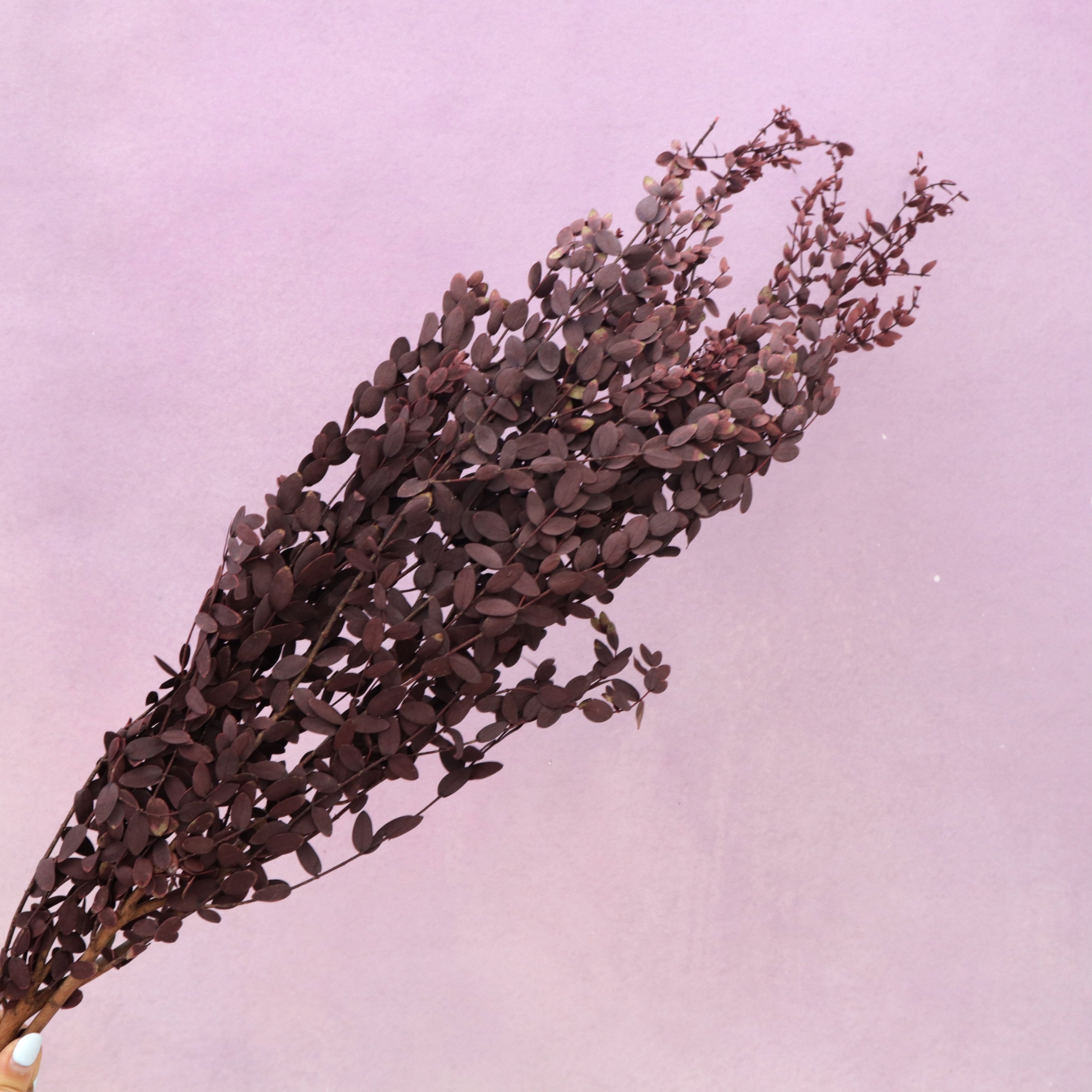 Small Leaf Gum Wine Red