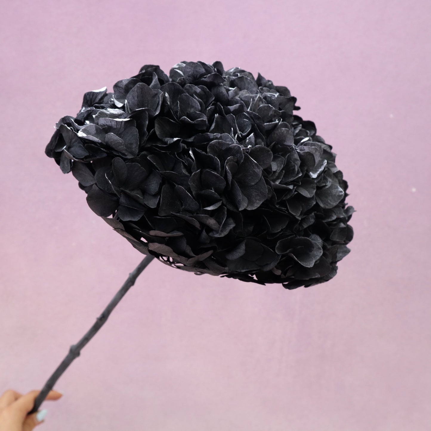 Hydrangea Bigleaf Black