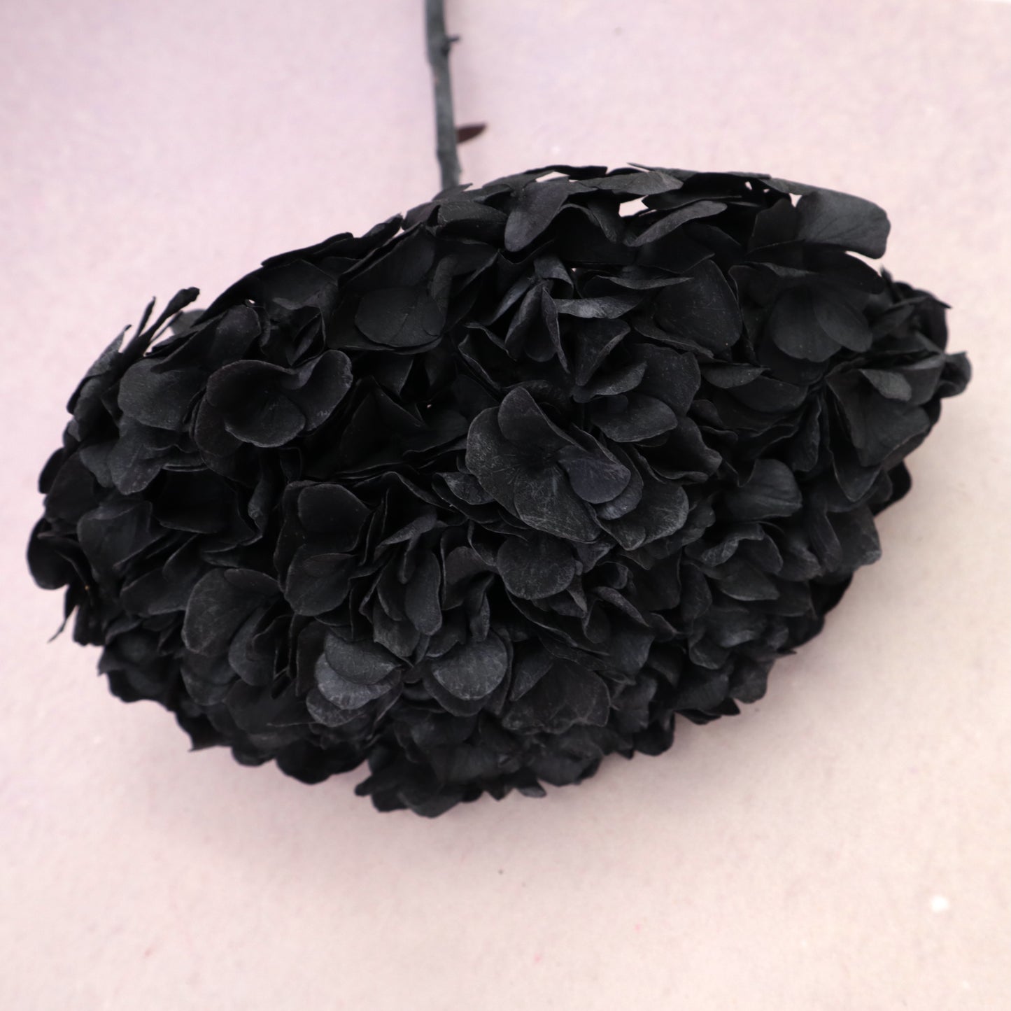 Hydrangea Bigleaf Black