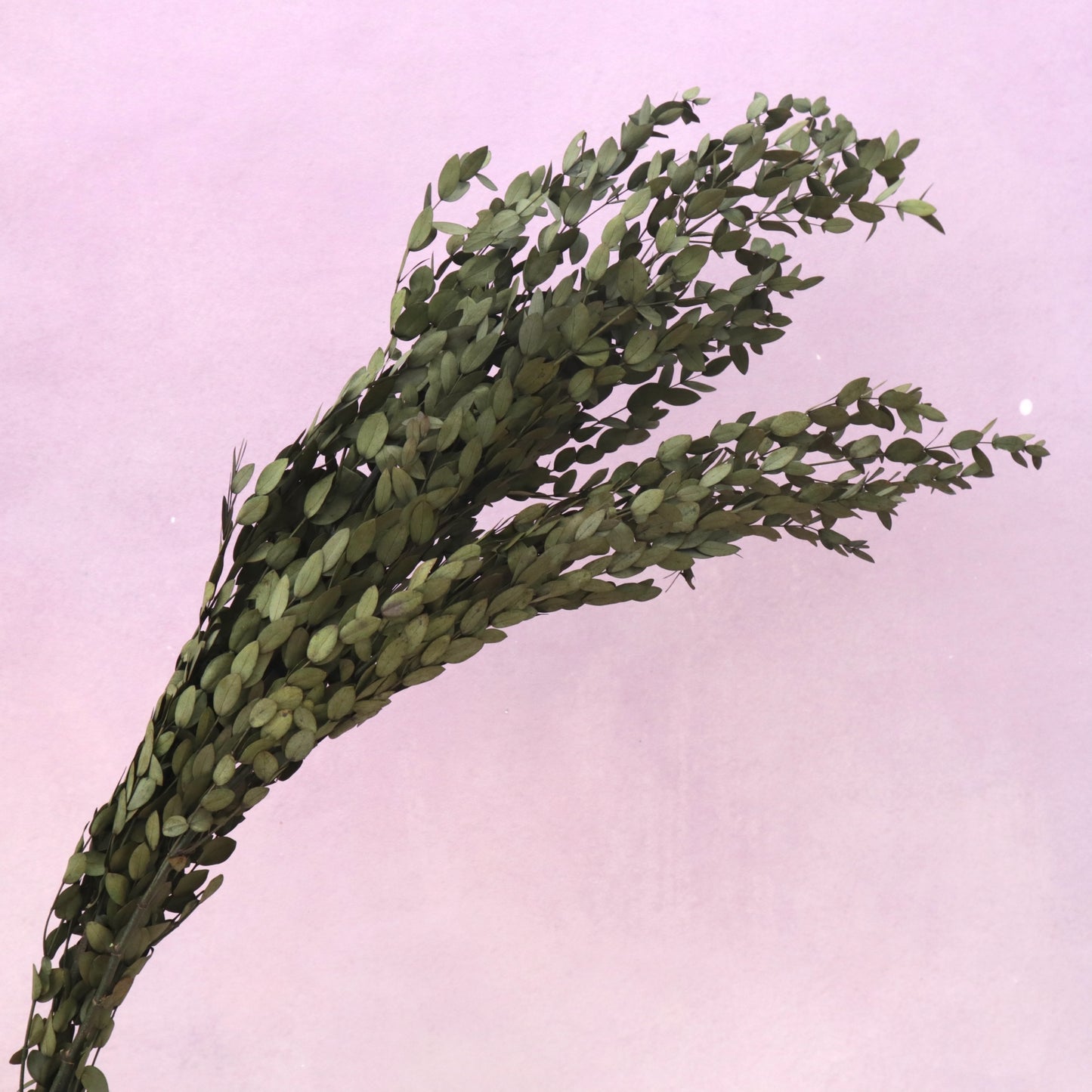 Parvifolia Eucalyptus Rust Olive Green