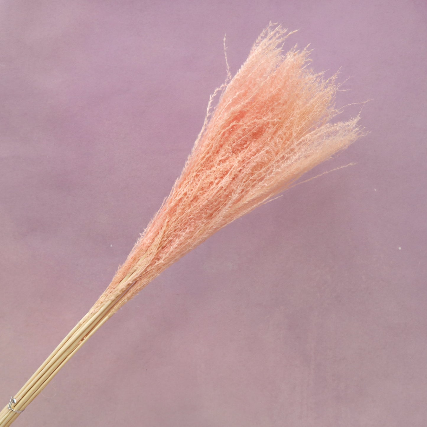Horsetail Coral Pink