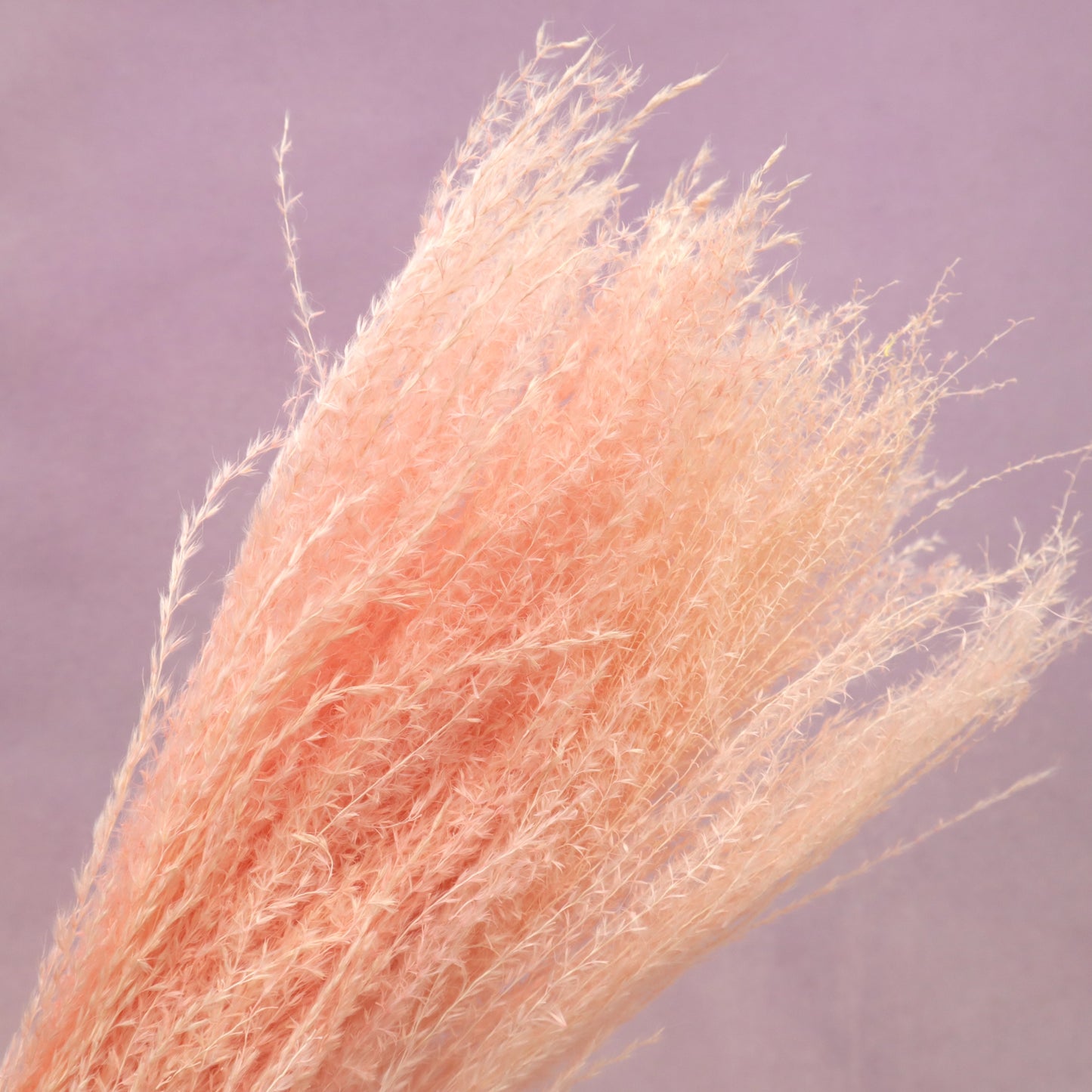Horsetail Coral Pink