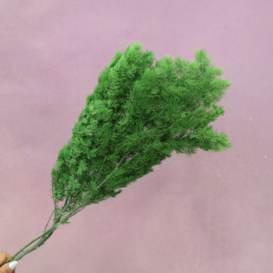 Ming Fern Pine Green