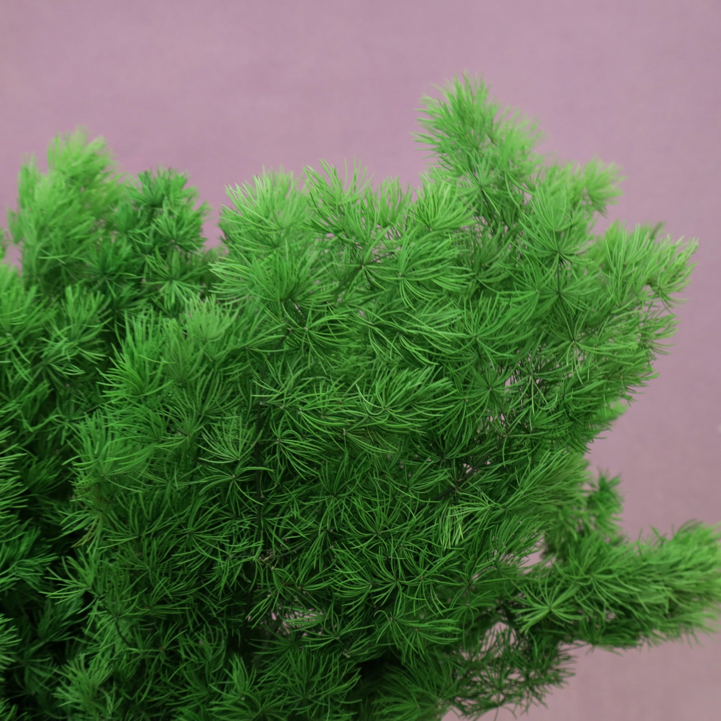 Ming Fern Pine Green