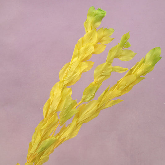 Ruscus Big Leaf Yellow Green (clearance)