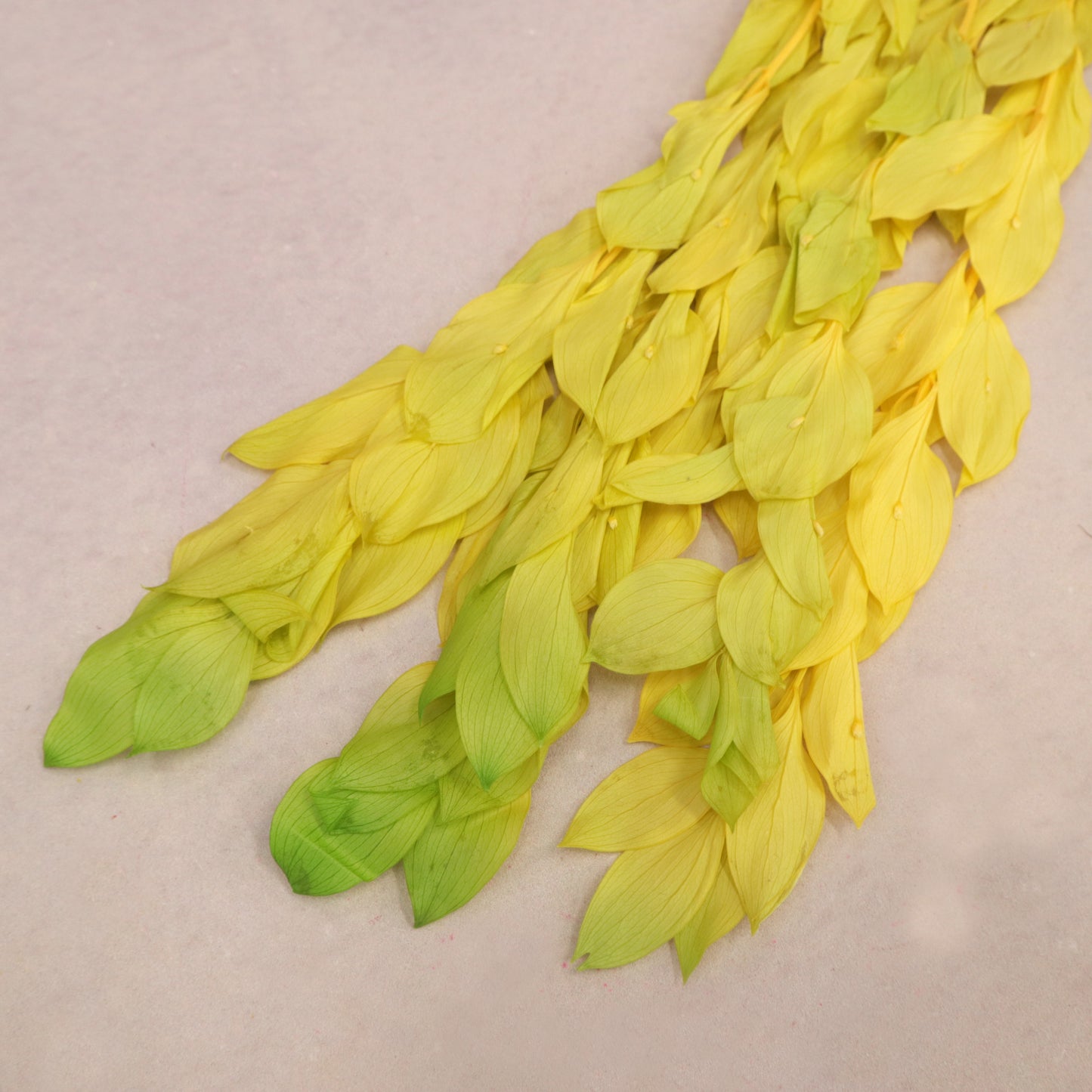 Ruscus Big Leaf Yellow Green (clearance)