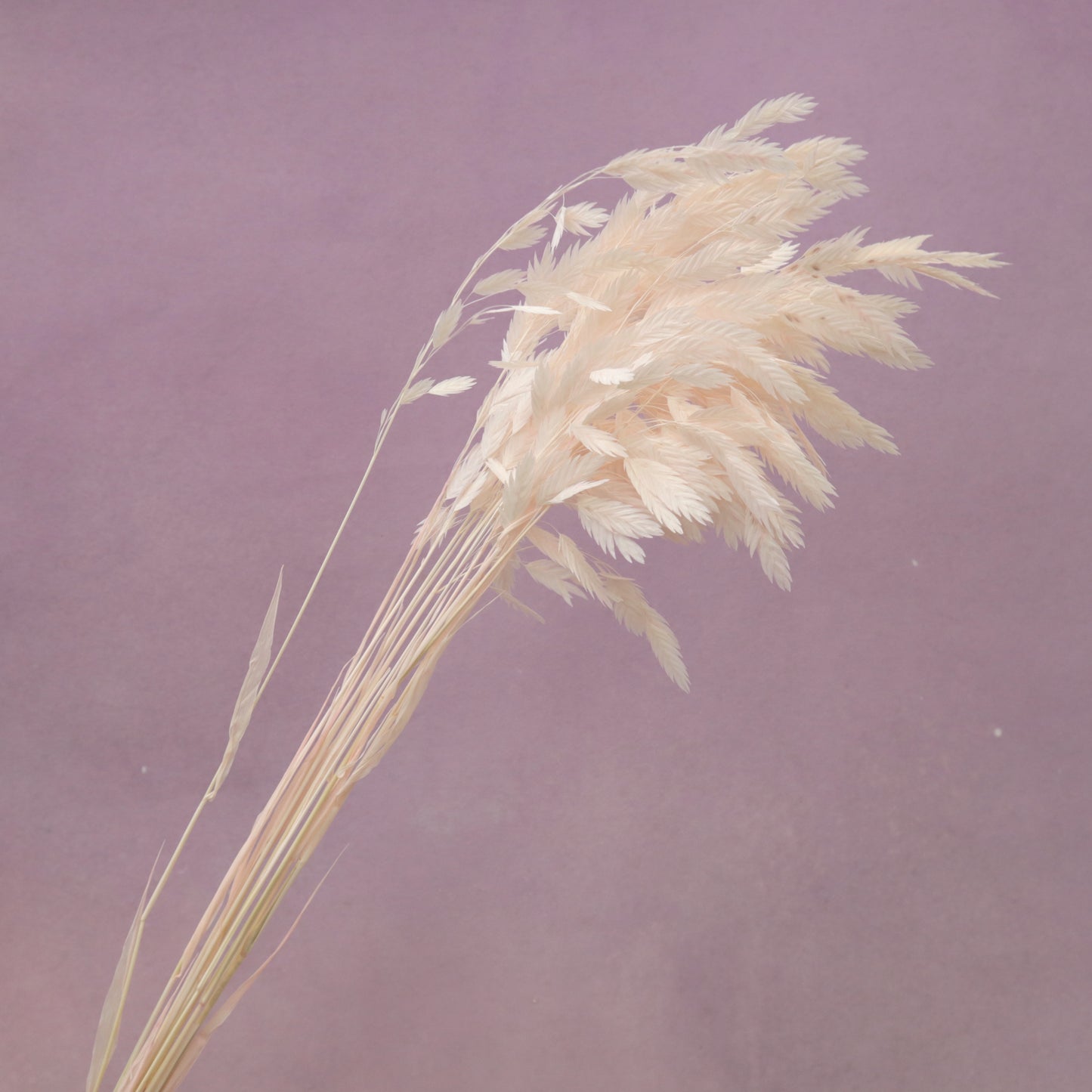 Sea Oats Pastel Pink