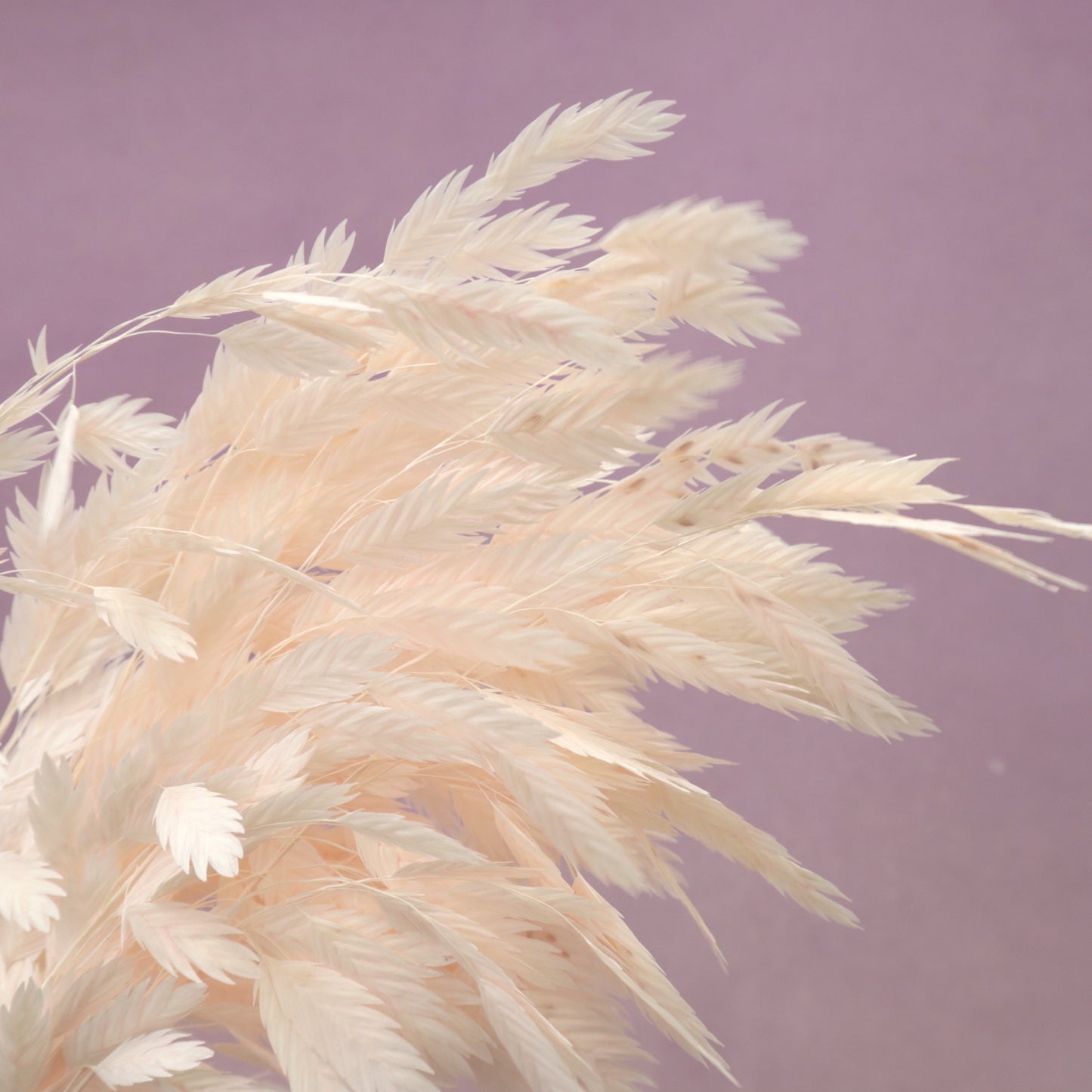 Sea Oats Pastel Pink