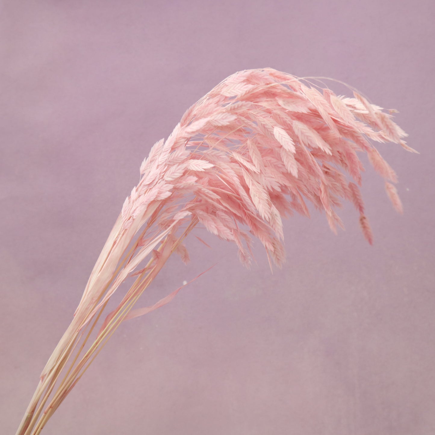 Sea Oats Pink