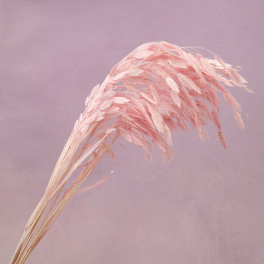 Sea Oats Pink