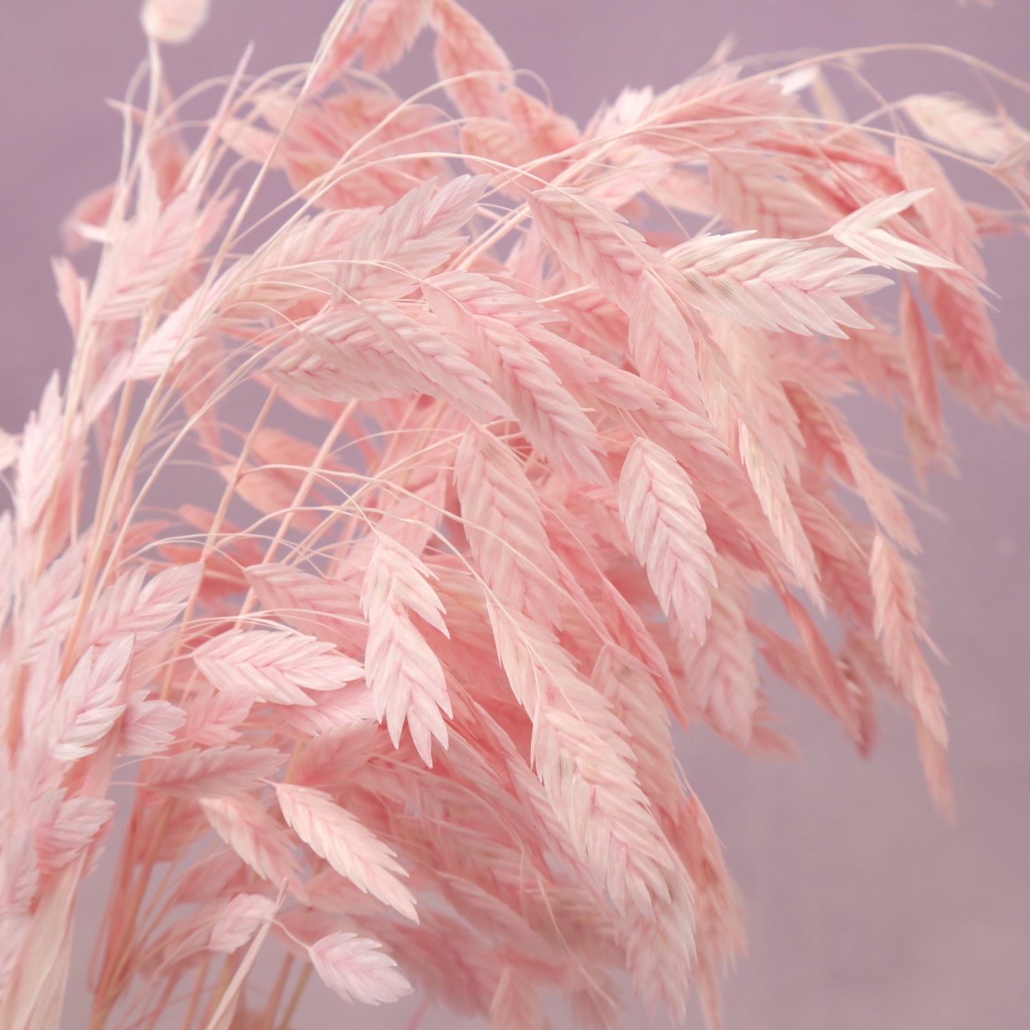 Sea Oats Pink