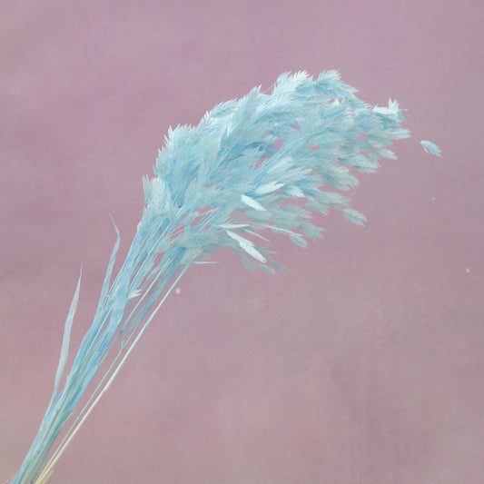 Sea Oats Baby Blue