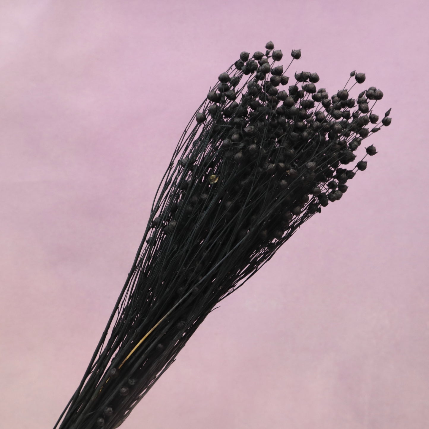 Hypericum Berries Black