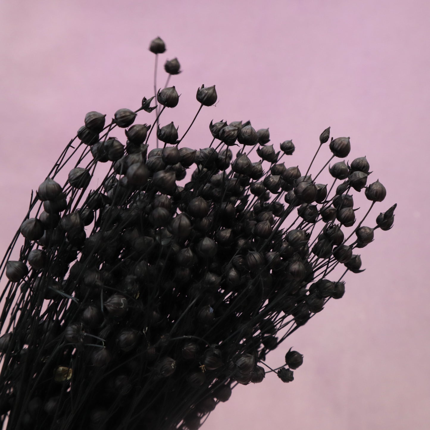 Hypericum Berries Black