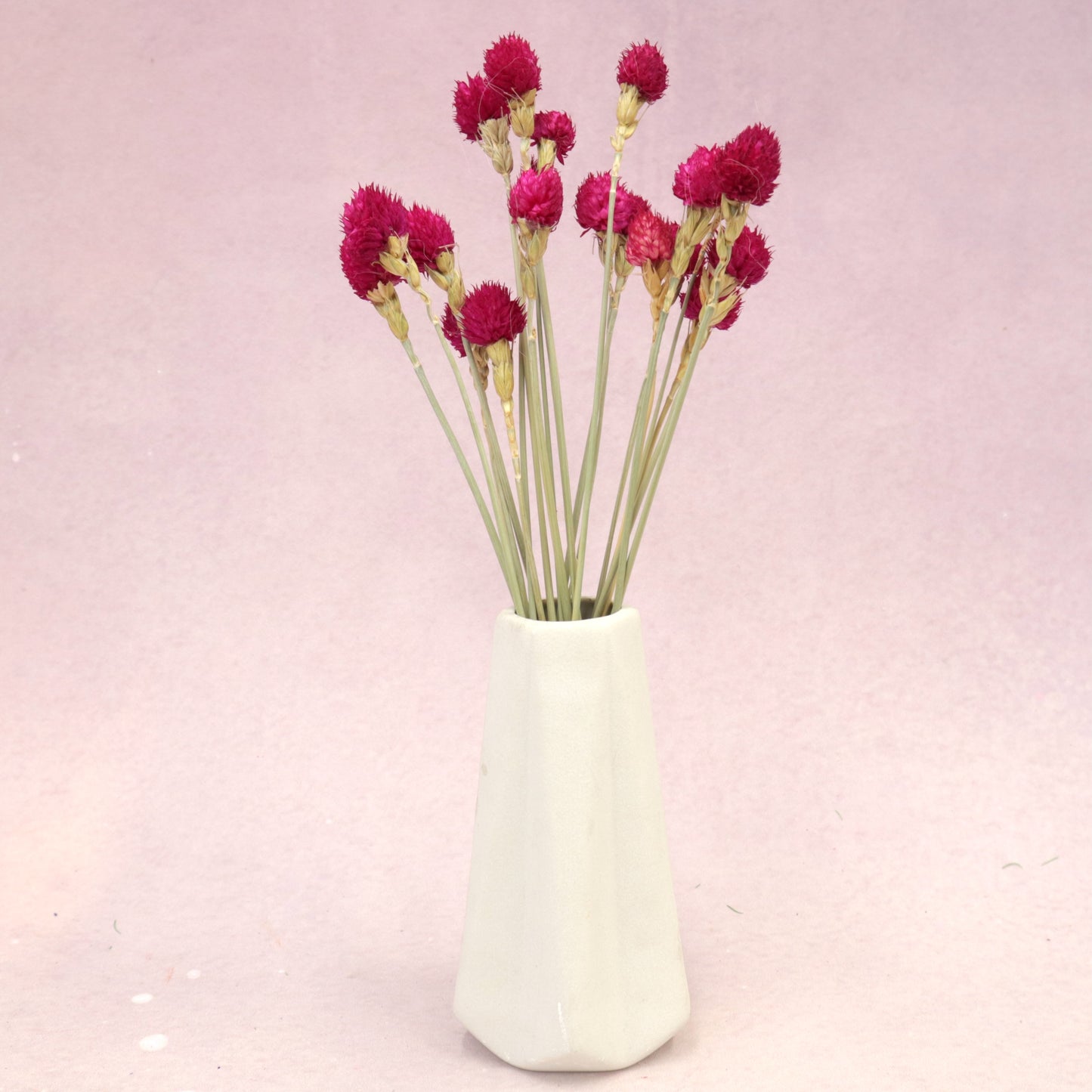 Globe Amaranth Hot Pink