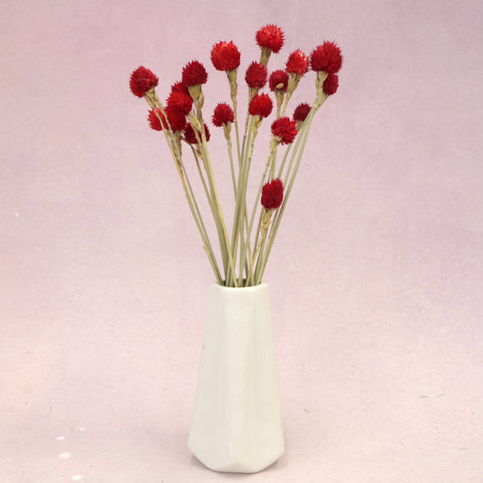 Globe Amaranth Red