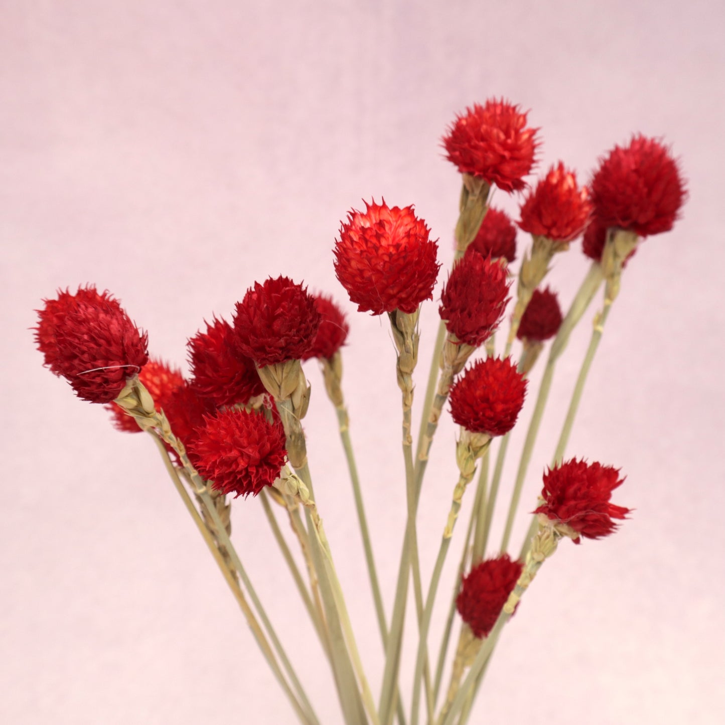Globe Amaranth Red