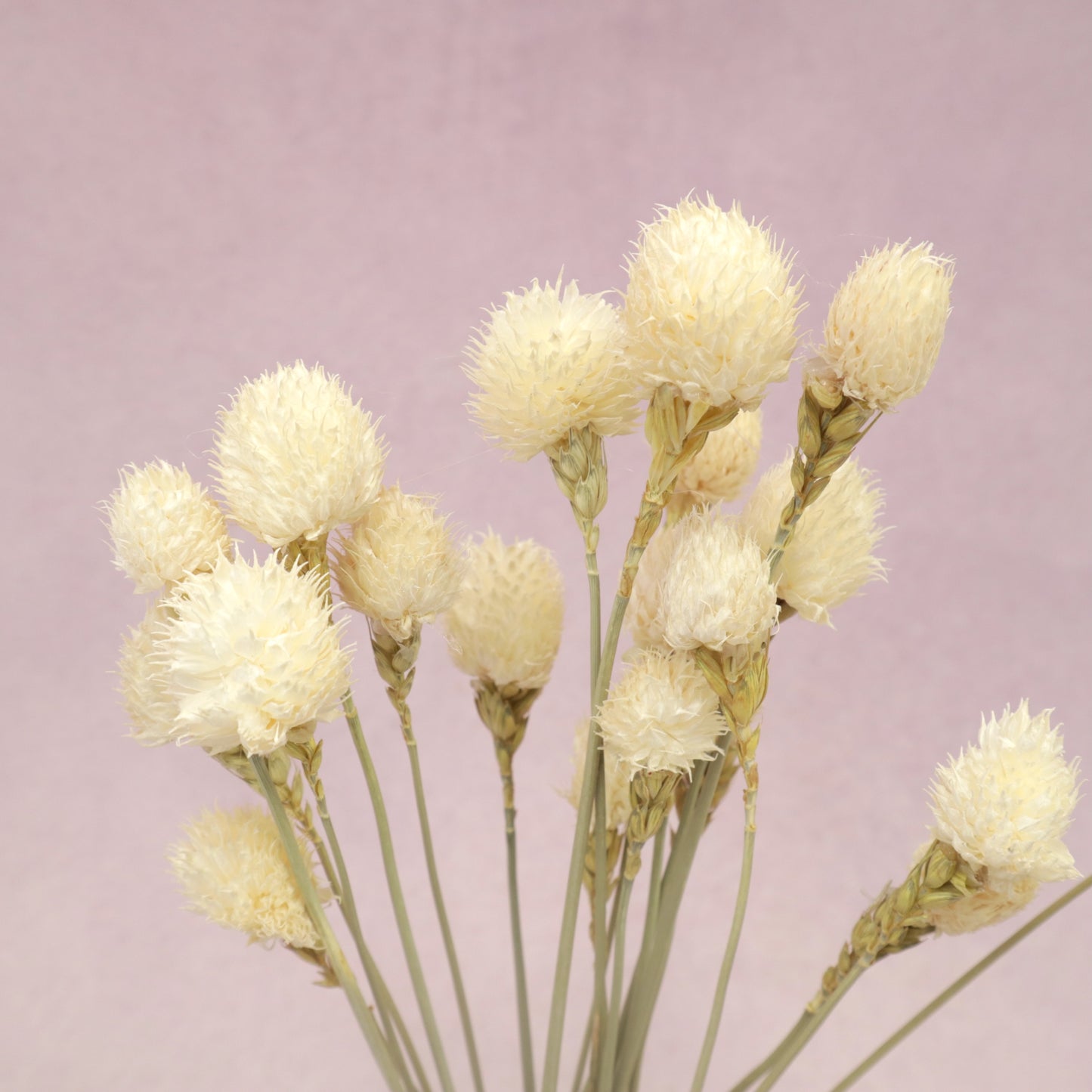 Globe Amaranth White