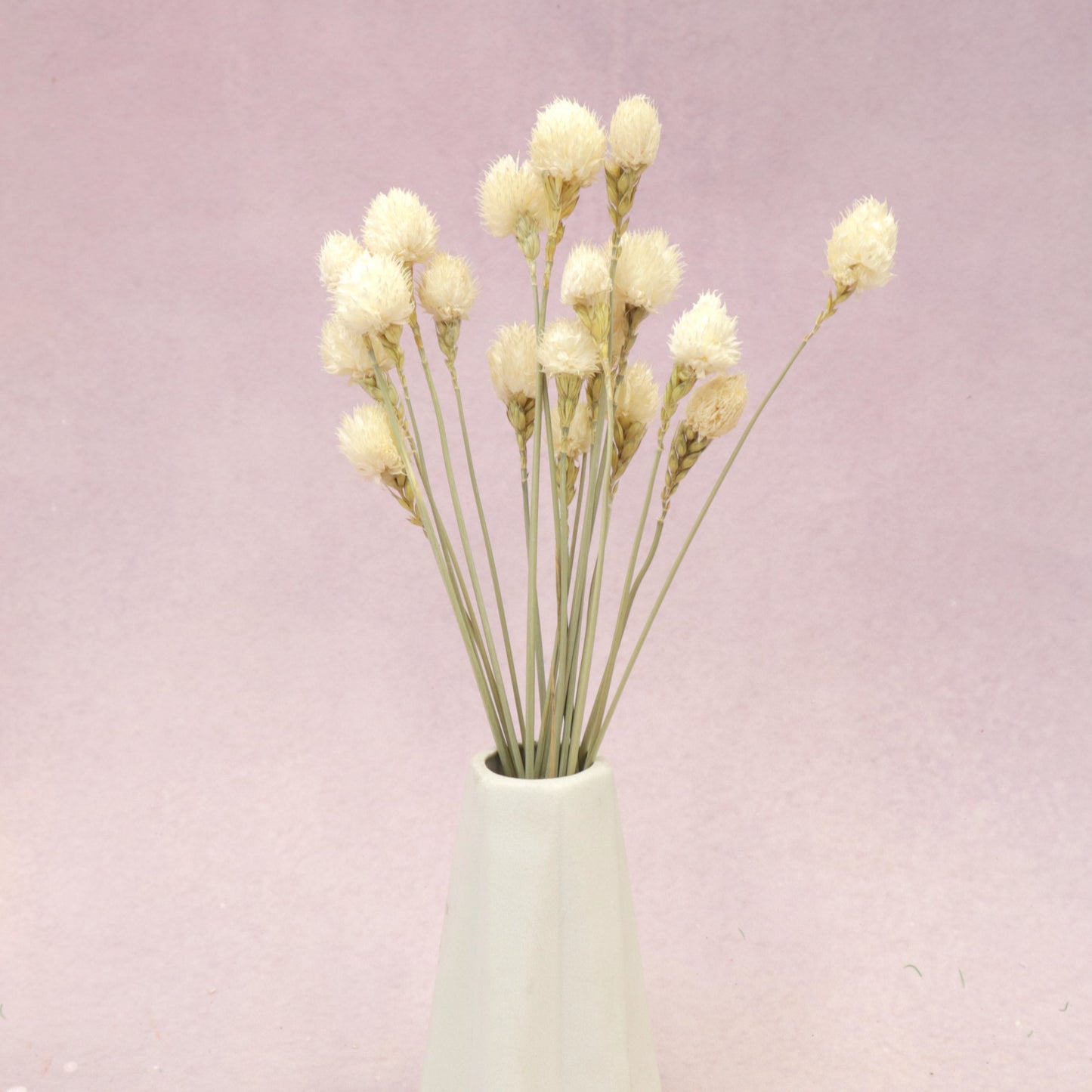Globe Amaranth White