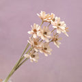 Handmade Daisy Pastel Pink