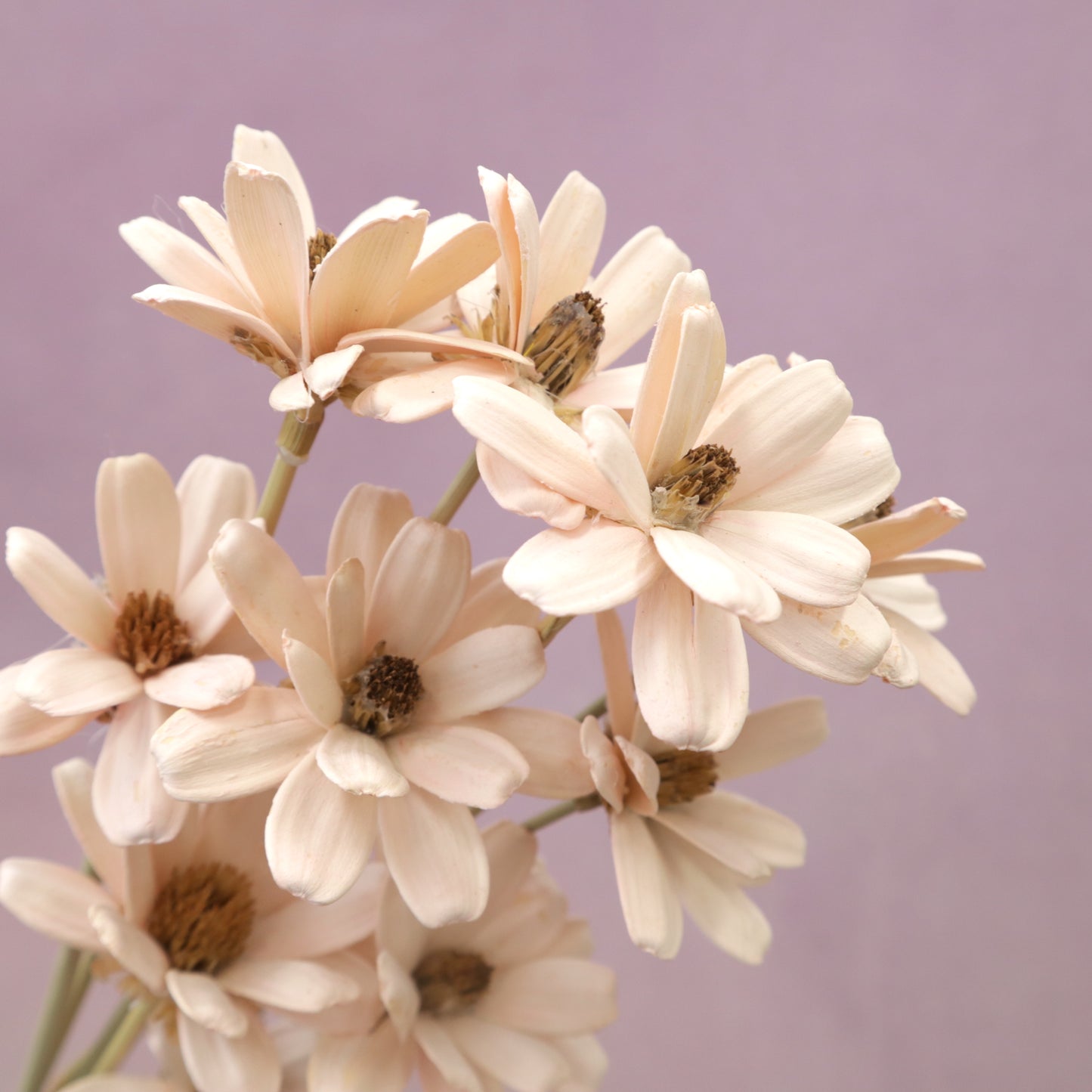 Handmade Daisy Pastel Pink