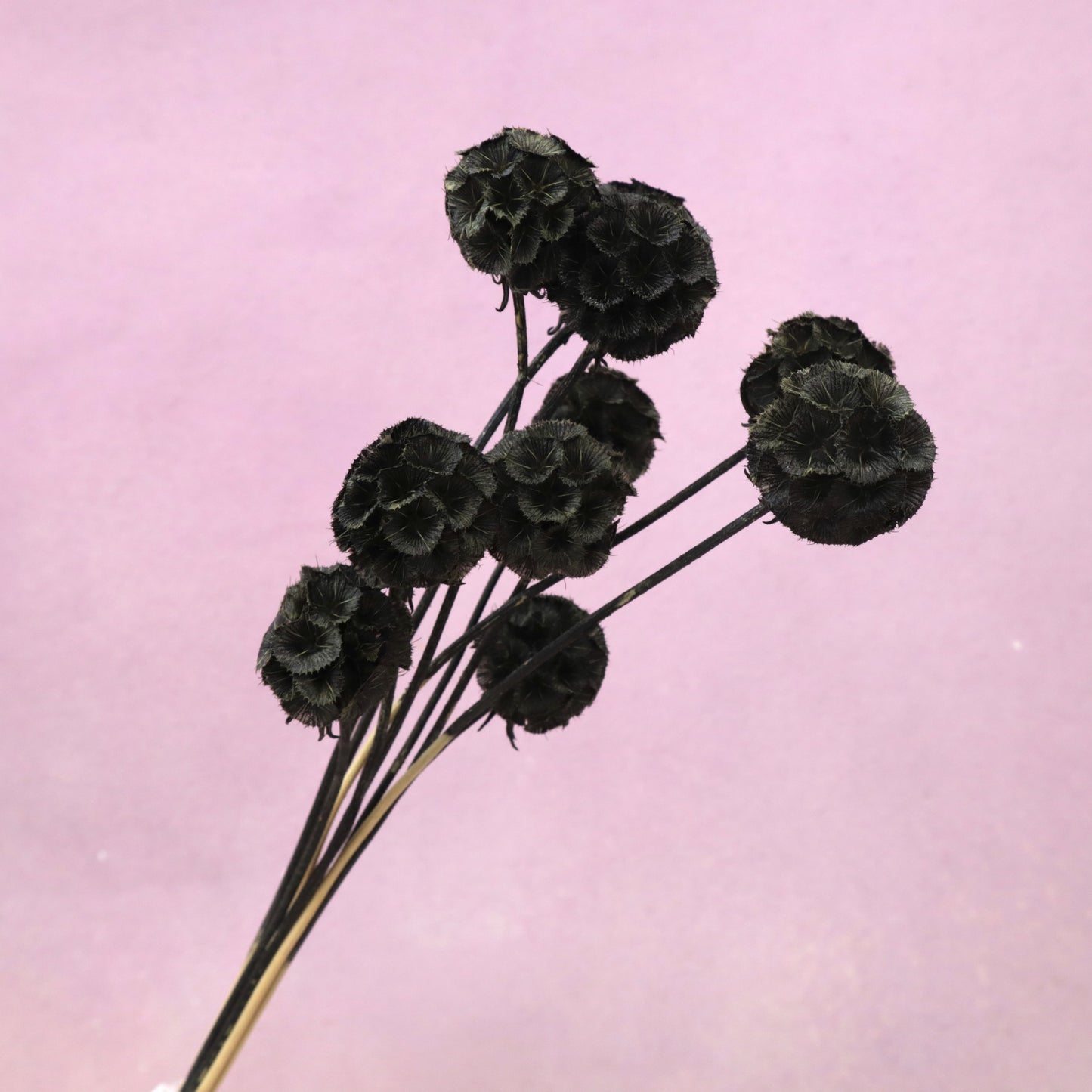 Scabiosa Black